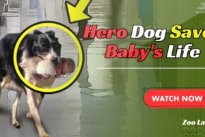 Loyal Dog Rescues Abandoned Baby at Hospital