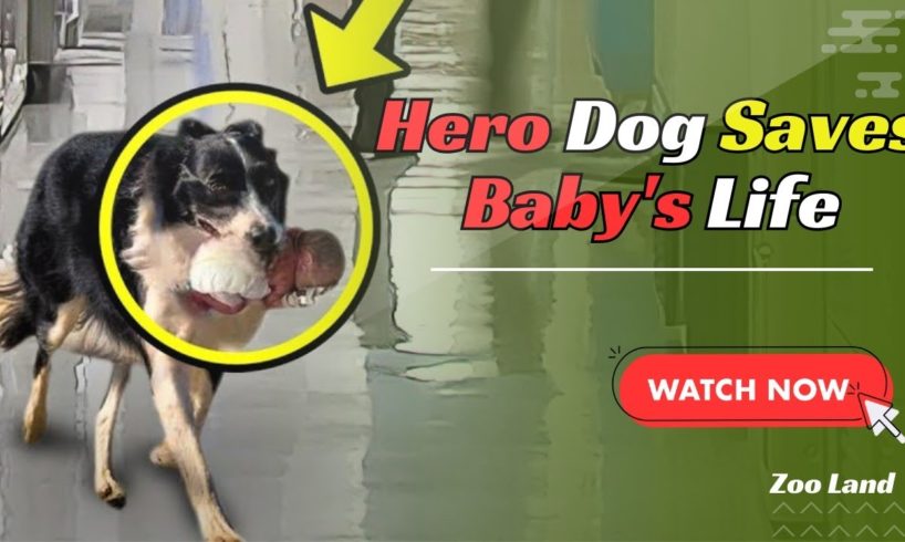 Loyal Dog Rescues Abandoned Baby at Hospital