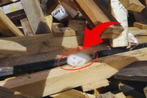 Man Dedicates 7 Hours Digging Through Wood Piles to Rescue a Litter of Kittens