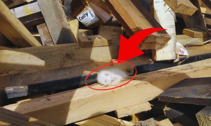 Man Dedicates 7 Hours Digging Through Wood Piles to Rescue a Litter of Kittens
