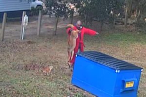 Man Grabs Coyote’s Tail to Save Beloved Dog’s Life