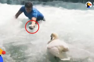 Man Rescues Baby Swan and Reunites Him With Mom | The Dodo