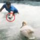 Man Rescues Baby Swan and Reunites Him With Mom | The Dodo