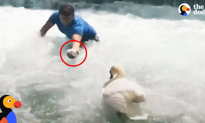 Man Rescues Baby Swan and Reunites Him With Mom | The Dodo