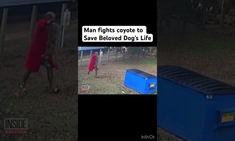 Man fights coyote to Save Beloved Dog's Life. #shorts #viral #trending #animals #nature #life #love