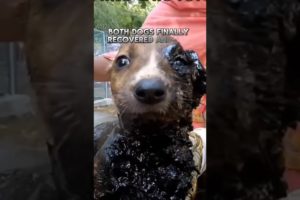 "Miraculous Tar Rescue: Saving Dogs Trapped in Desperation 🐾🌈"#shorts #dogrescue