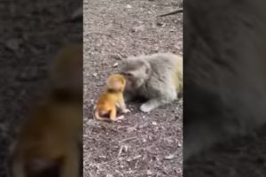 Monkey vs monkey baby 🐒 play Cute baby animals wildlife #youtubeshorts #viralvideo #shots (🥰