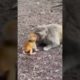 Monkey vs monkey baby 🐒 play Cute baby animals wildlife #youtubeshorts #viralvideo #shots (🥰