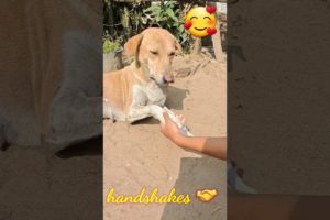 Morning handshakes 🤝 💕 #cute #puppies #viral #shortsfeed#animals #funnypuppy