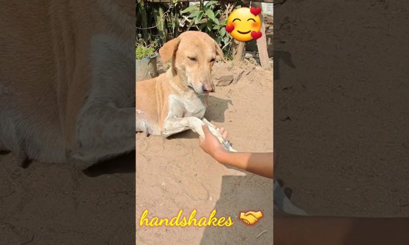 Morning handshakes 🤝 💕 #cute #puppies #viral #shortsfeed#animals #funnypuppy