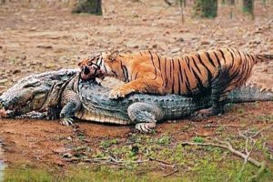 Most Incredible Wild Animal Battles Caught On Camera !