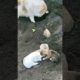Mother dog making home for her three little cute puppies#shortvideo #youtubeshorts #viral