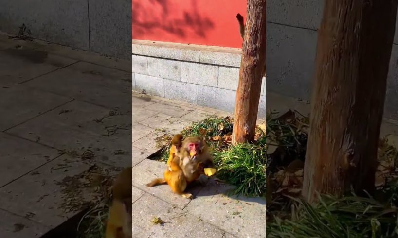 Mother monkey fights for foods with her babies on her back  #animal #animals #monkeylife