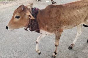 Mother's love helps calf heal from horrific wound.