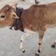 Mother's love helps calf heal from horrific wound.