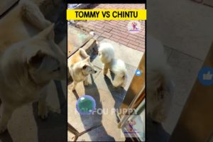 Moye Moye Ending 🤣 cute puppies funny like cartoon hindi #cutestpuppy #foufou #moyemoye #funnypet