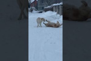 My Puppy Enjoys Playing With Her Friends #love #animals #pets #dog #play #labrador #shorts #walking