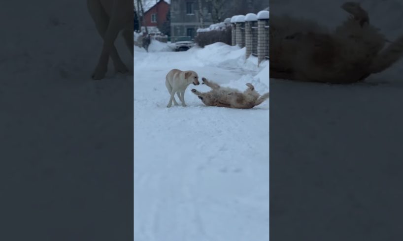 My Puppy Enjoys Playing With Her Friends #love #animals #pets #dog #play #labrador #shorts #walking