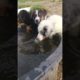 My four cute puppies are playing and Dringking in the water after hiking by the woods ❤️ 😍
