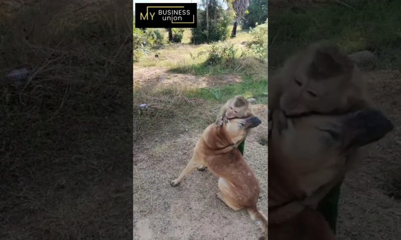 Naughty sweet fights of dogs and monkeys my business union #mybusiness #animals #shorts #foryou