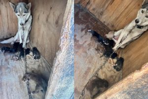 Neglected mom and 7 her puppies faced end as chained prisoners amongst their own filth!