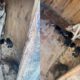 Neglected mom and 7 her puppies faced end as chained prisoners amongst their own filth!