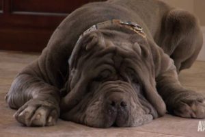 Neo Mastiff Puppies Play Hide-and-Seek from Dad | Too Cute!