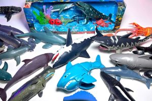 New Sea Animals - Shark, Whales, Great White Shark, Humpback Whale, Hammerhead Shark, Goblin Shark