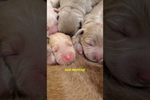 Newborn Puppies Have Cute Faces! #shorts #cutepuppies #labradors