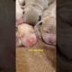 Newborn Puppies Have Cute Faces! #shorts #cutepuppies #labradors
