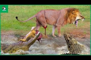 OMG! Big Cat Suddenly Attacked By Crocodile While Drinking Water | Animal Fight
