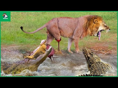 OMG! Big Cat Suddenly Attacked By Crocodile While Drinking Water | Animal Fight