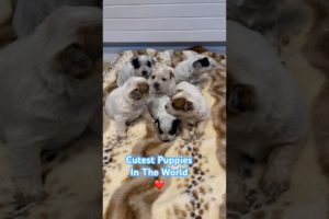 Official YouTube Cutest Puppies - Bluey And Bingo - Australian Cattle Dogs #puppies