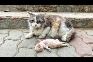 Old mother cat's eyes filled with tears as she watching her poor kitten struggle to survive.