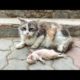 Old mother cat's eyes filled with tears as she watching her poor kitten struggle to survive.