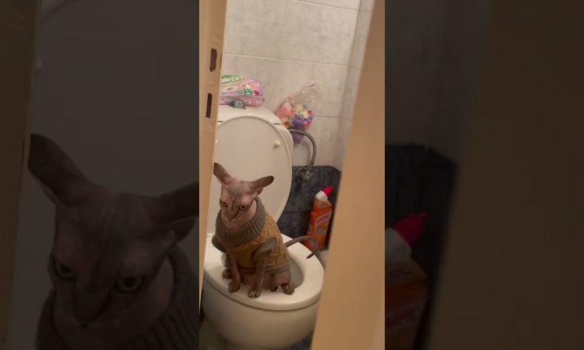 Owner Catches Sphinx Cat Using The Toilet! 🚽😂