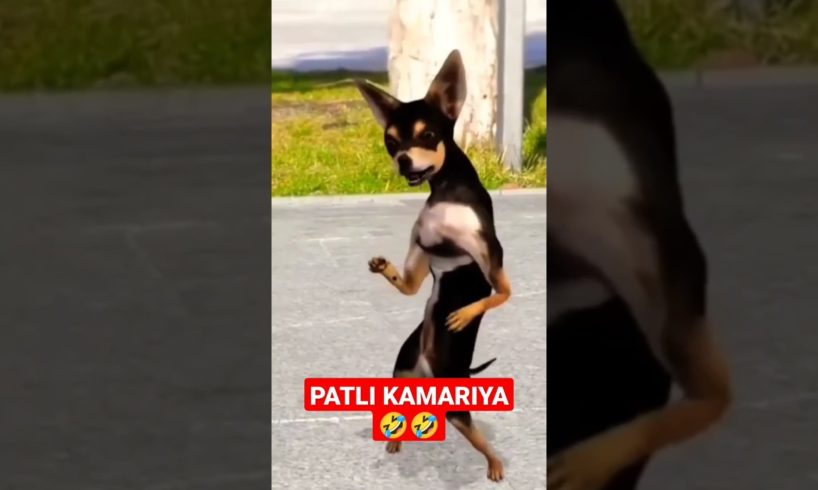 PATLI KAMARIYA 🤣 FUNNY ANIMAL VIDEO 🤣🤣 #patlikamariya #animals #funny #cat #trending
