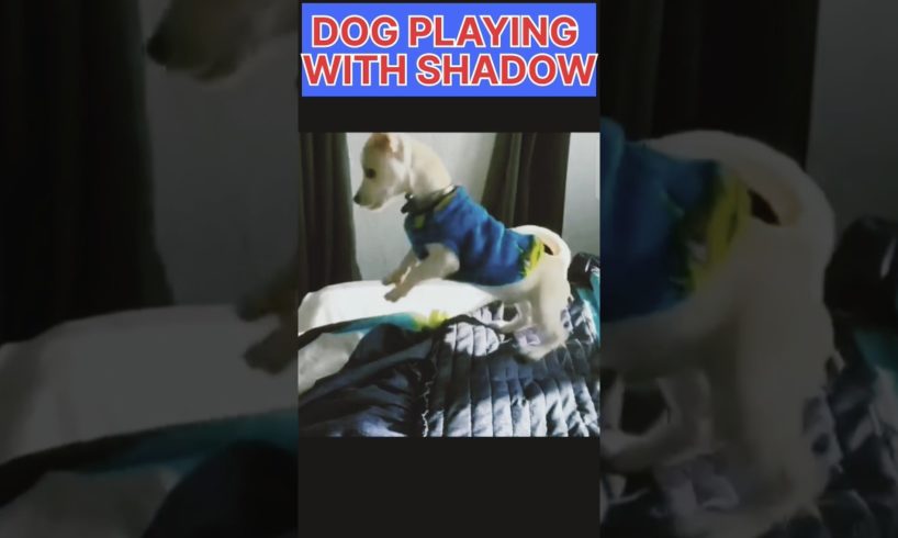 PUPPY PLAYING WITH IT'S SHADOW///#trending #viral #wildlife #dog #puppy #animals #cute #cutepuppy