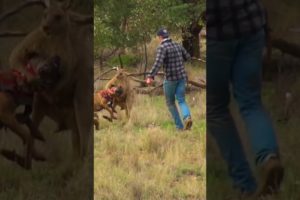 Pet Parent Rescues Pup From Kangaroo Fight!