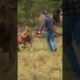 Pet Parent Rescues Pup From Kangaroo Fight!