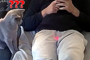 Pets Vs Laser Pointer - Funny Pet Reaction | Animals Life