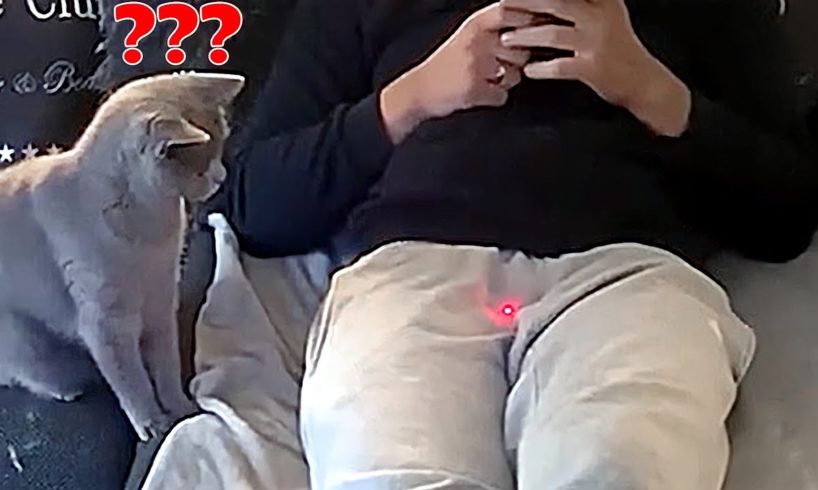 Pets Vs Laser Pointer - Funny Pet Reaction | Animals Life