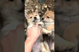 Petting two cute puppies #shorts #dog #puppy