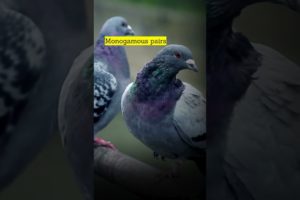 Pigeon playing role as messengers for? #animals #wildlife #pigeon