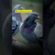 Pigeon playing role as messengers for? #animals #wildlife #pigeon