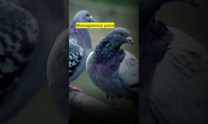 Pigeon playing role as messengers for? #animals #wildlife #pigeon