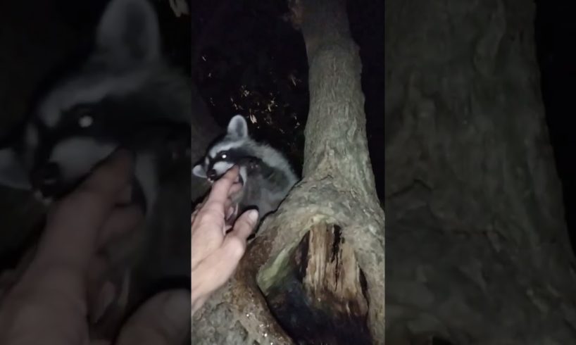 Playing With A Raccoon