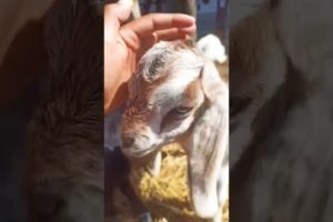 Playing goats#birth #animals #babyanimals #animal #goat