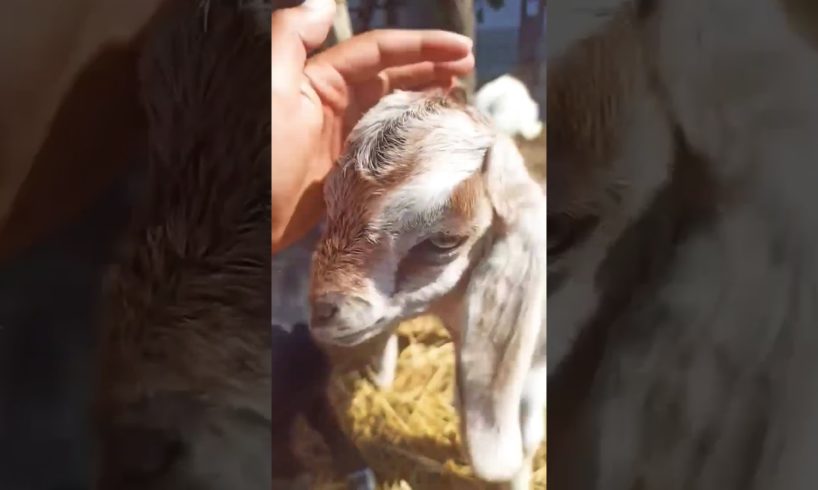 Playing goats#birth #animals #babyanimals #animal #goat