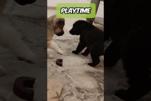 Playtime for puppies